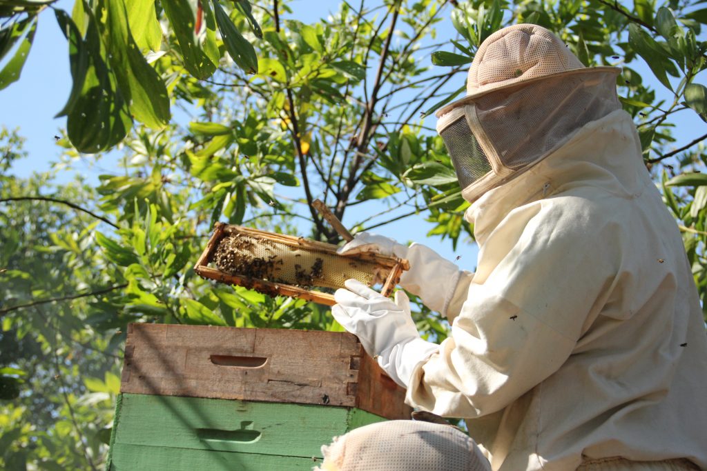 Apicultor manuseando quadro de favo no apiário da fazenda de acácias da Casa Roncador. Quadro de favo com abelhas Apis mellifera. Fonte: Casa Roncador 