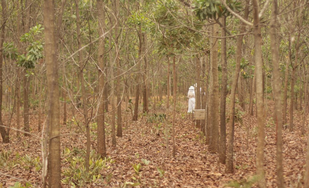 As Acácias - Mel de Acácia - Clube do Mel