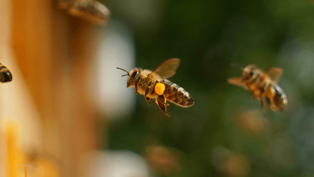 Uma imagem de abelhas em voo. No centro, uma abelha está destacada, carregando uma quantidade visível de pólen amarelo em suas patas traseiras. A sua volta, há outras abelhas, levemente desfocadas, em um fundo de tons verdes e marrons, sugerindo vegetação e madeira, como em um ambiente natural próximo a uma colmeia. - Blog Clube do Mel